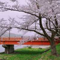 KAKUNODATE | A TIMELESS CHERRY BLOSSOM HAVEN