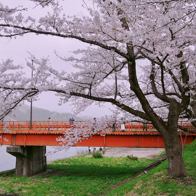 KAKUNODATE | A TIMELESS CHERRY BLOSSOM HAVEN