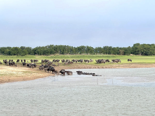 เหมือนอยู่นิวซีแลนด์ แต่ใกล้แค่ลพบุรี