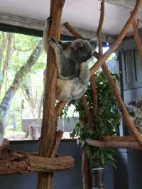 🦘🐨💕Up Close with Kangaroos at Lone Pine Sanctuary