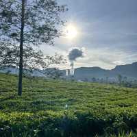 A Day at Beautiful Tea Plantation, Pangalengan-West Java