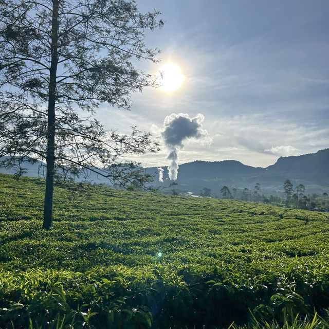 A Day at Beautiful Tea Plantation, Pangalengan-West Java