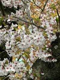 Matsuyama – Timeless Traditions in the Heart of Ehime