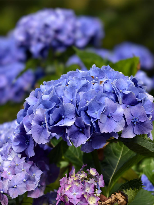 墨爾本花園