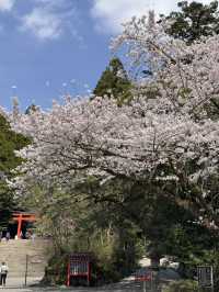 霧島神宮享受大自然