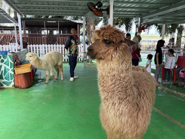 🦙【Desaru Mini Zoo Day Trip 🐾｜Perfect for a Family Chill-Out Day!】