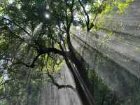 🌿Kuching • Half-Day Trek to "Jurassic Park" Waterfalls
