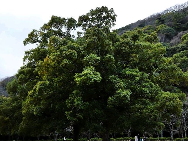 【🇯🇵高松】四季の美しさを堪能できる歴史ある庭園「栗林公園」