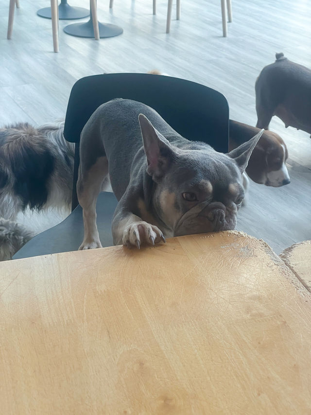 คาเฟ่น้องหมา พัทยา ฟินมากกก! 🐶