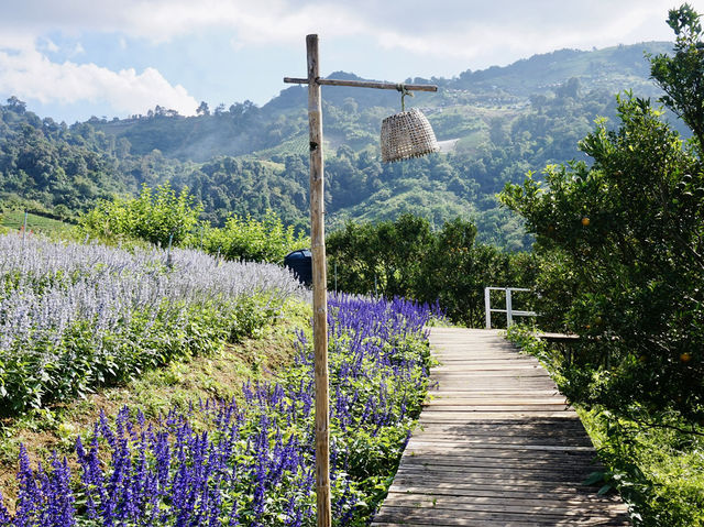 Lavender Dreams & Sunny Sips at Pang Hwa Garden, Chiang Mai. 