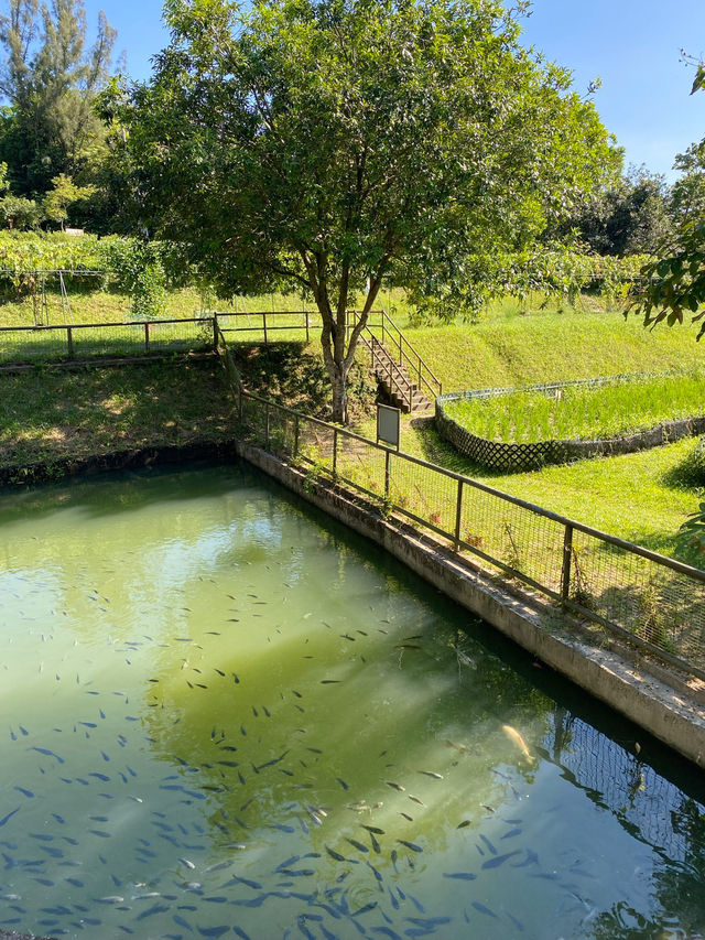 香港｜自然教育，野餐🧺，狗狗遊樂好去處.