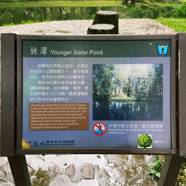 🌿阿里山姊妹潭｜靜謐如詩的山林秘境