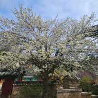 Wandering Around Woljeongsa 