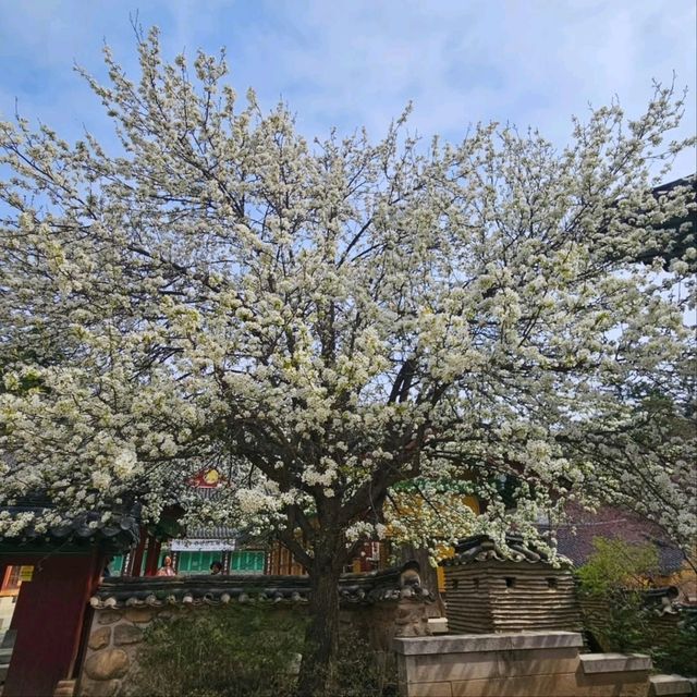 Wandering Around Woljeongsa 