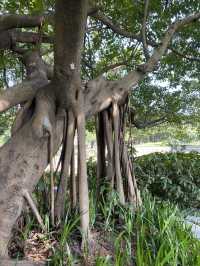 想不到深圳中山公園是這麼吸引的！！