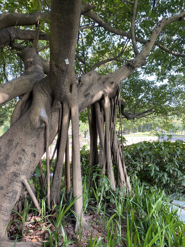 想不到深圳中山公園是這麼吸引的！！