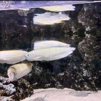 🍃沖繩新水族館DMM Kariyushi 視覺聽覺觸覺感官體驗！