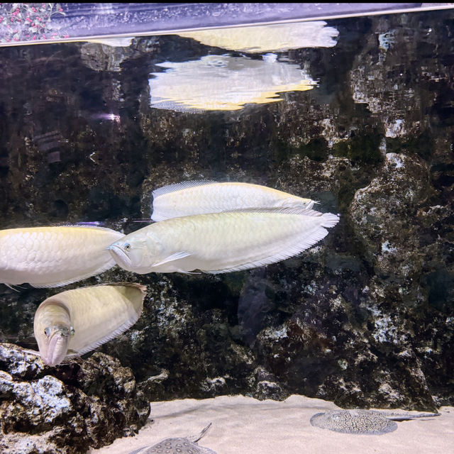 🍃沖繩新水族館DMM Kariyushi 視覺聽覺觸覺感官體驗！