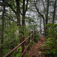 Odaesan Forest