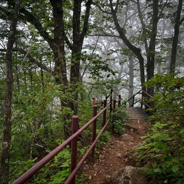 Odaesan Forest