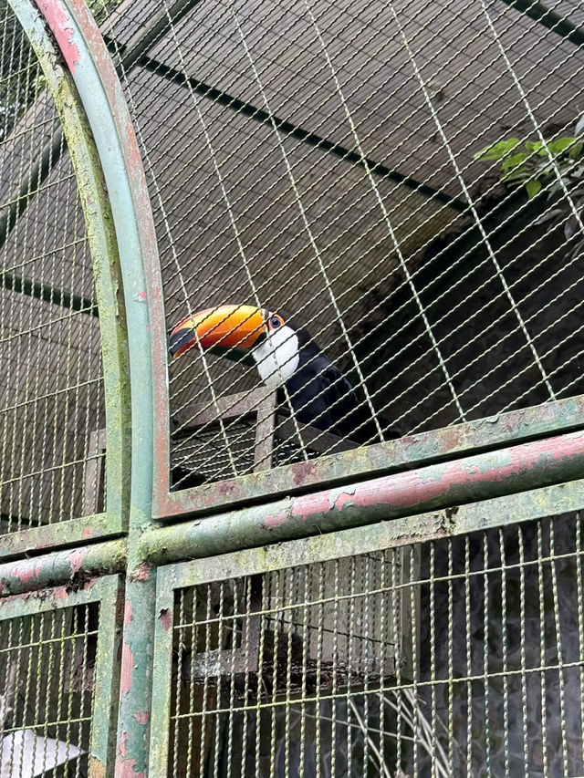 南投鹿谷｜鳳凰谷鳥園