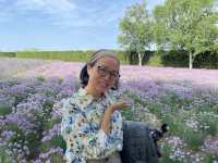 富良野富田農場：遇見·花海