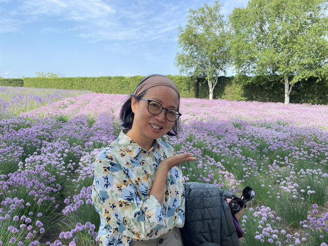富良野富田農場：遇見·花海