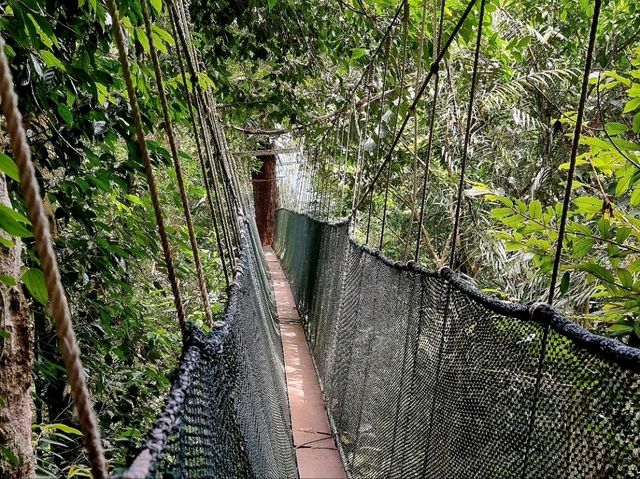 Kundasang's Best: Farm Fun, Rainforest Thrills & Wild Flavors!