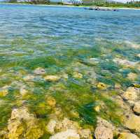 屏東車城 🌊後灣沙灘 大自然的生態教室 還有好多寄居蟹