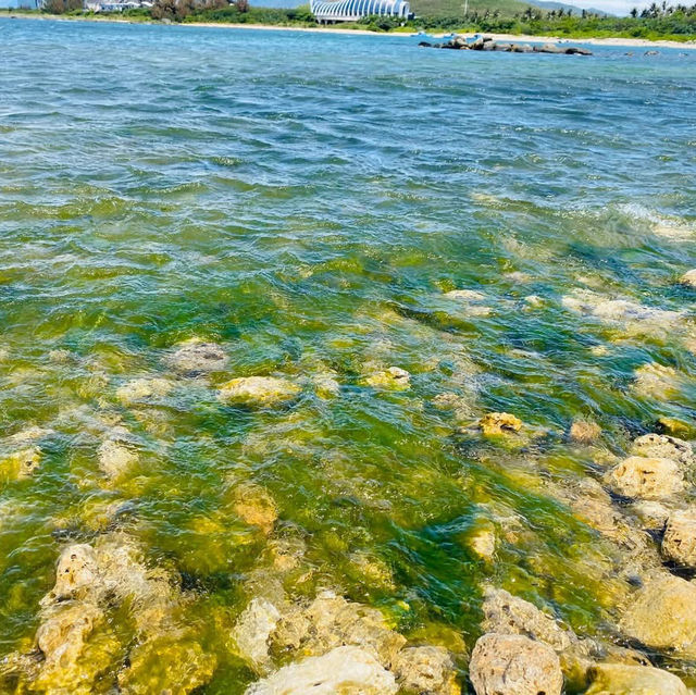 屏東車城 🌊後灣沙灘 大自然的生態教室 還有好多寄居蟹