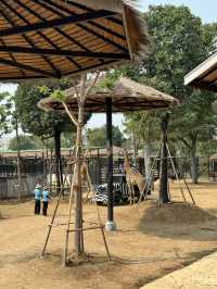 泰國大城包車一日遊 Sriayuthaya Lion Park  動物互動 