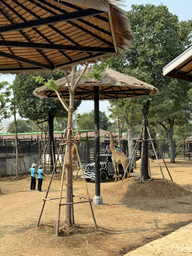 泰國大城包車一日遊 Sriayuthaya Lion Park  動物互動 