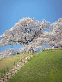 古代ロマンに浸る「さきたま古墳公園」で、歴史と自然を感じる旅