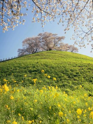 在沉浸於古代浪漫的「埼玉古墳公園」，感受歷史與自然之旅