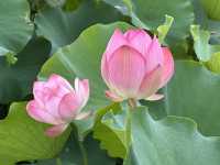 香港好去處 | 賞花 | 塱原自然生態公園 | 荷花