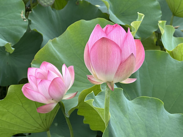 香港好去處 | 賞花 | 塱原自然生態公園 | 荷花