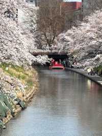 歴史と自然が調和する城下の憩い🌸 富山城址公園で静かなひととき