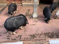 Family Fun and Fresh Milk at Rakunoh Mother’s Aso Milk Bokujo