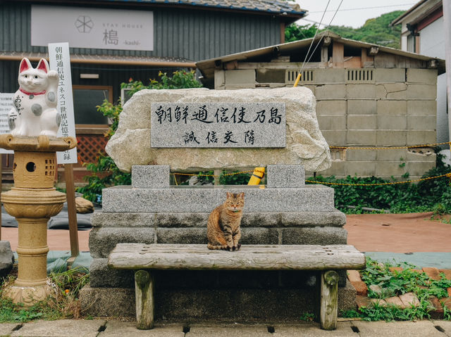 เราจะพาไปเกาะที่มีประชากรแมวมากกว่าร้อยตัว🐈