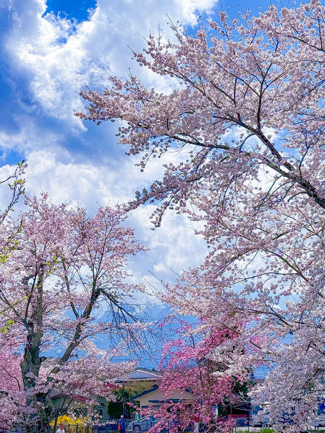 รีวิว Oshino Hakkai (忍野八海) ในช่วง ซากุระบาน