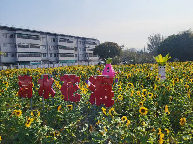台中清水區公所向日葵花海