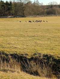 Bradgate Park