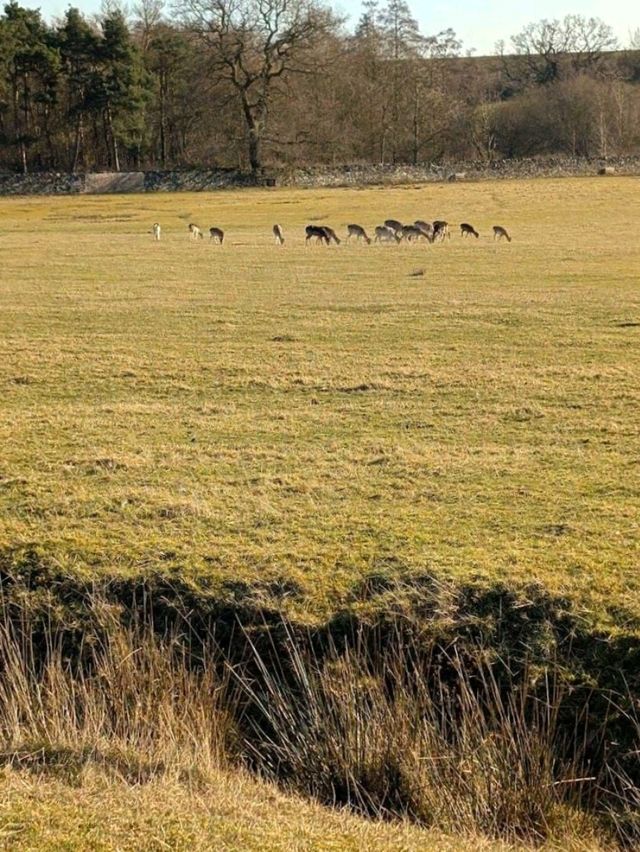 Bradgate Park