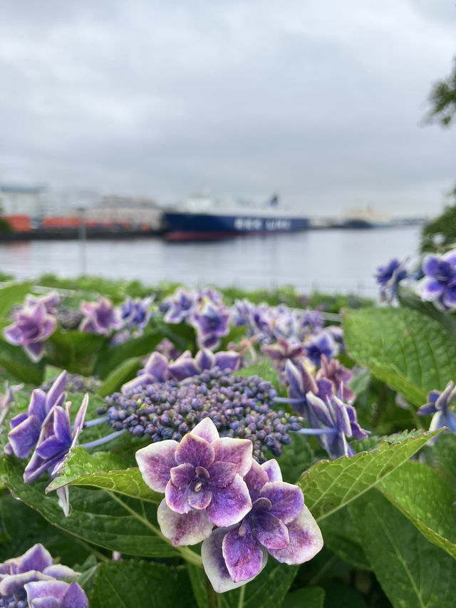 繡球花@東京台場