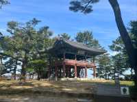 Temples, History, and Good Vibes