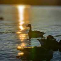 Sunset Serenade: Magical Moments at Lake Te Anau