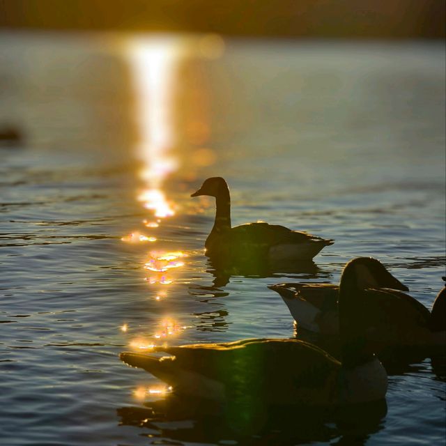 Sunset Serenade: Magical Moments at Lake Te Anau