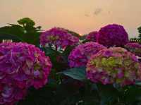 As dawn comes by, the hydrangeas blossomed in full glare
