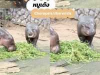 ขับรถไปดูหมูเด้ง ดีดๆ กับงบ 5xx/คน 🐷🙈🐽🐯