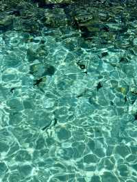 Snorkeling Paradise at W Maldives – Sea Turtles, Reef Fish & Direct Ocean Access 